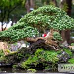 TOP 10+ các dáng cây bonsai được ưa chuộng nhất hiện nay
