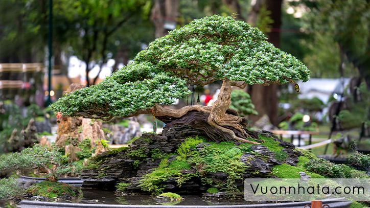 các dáng cây bonsai được ưa chuộng nhất hiện nay