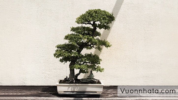 Cây bonsai đẹp nhất Việt Nam