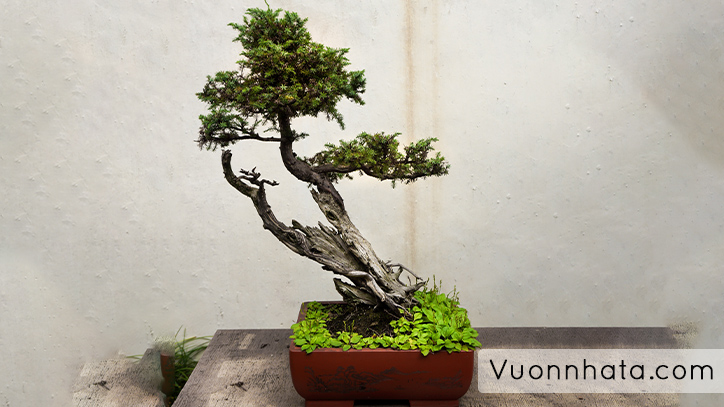 cây bonsai handmade nghệ thuật