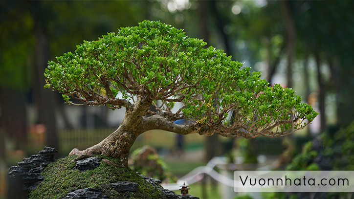 Cây linh sam bonsai