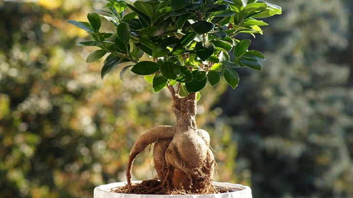 Cách chọn cây bonsai mini để bàn làm việc