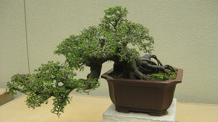 Cây du cảnh bonsai