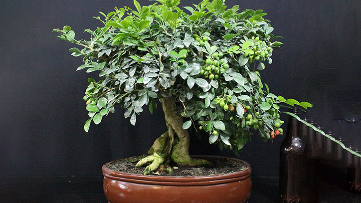 Cây nguyệt quế bonsai