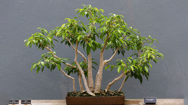 Cây sanh bonsai