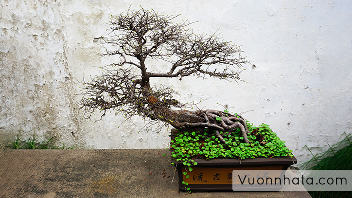 hình ảnh cây bonsai mini