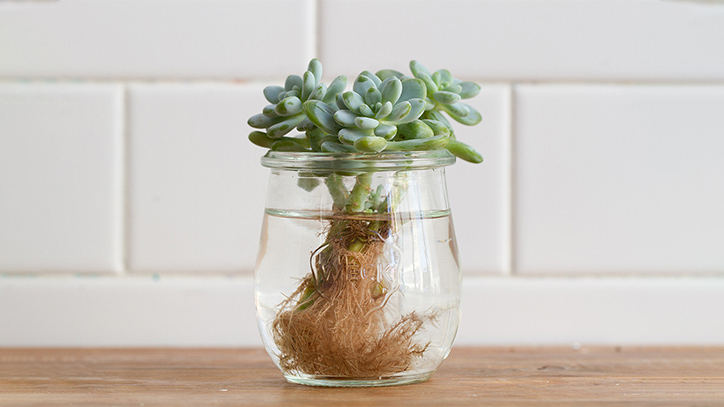 Hướng dẫn các bước trồng cây sen đá trong chậu tại nhà đơn giản vài bước