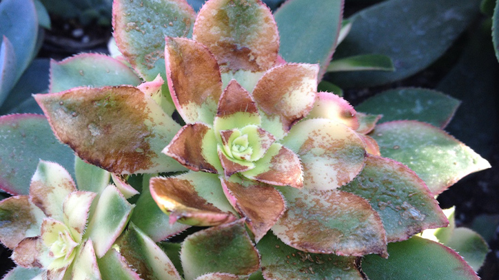 Sen đá bị cháy nắng