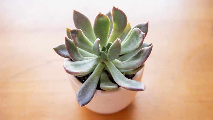 Sen đá bị thiếu nước