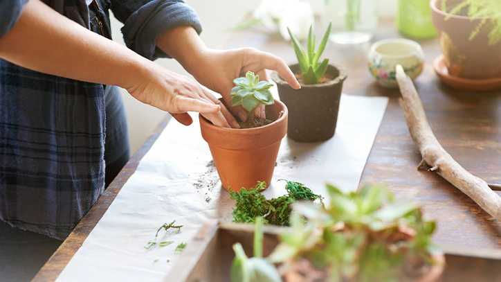 Hướng dẫn các bước trồng cây sen đá trong chậu tại nhà đơn giản vài bước