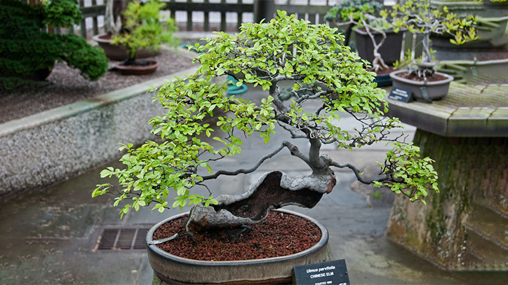 Cây du bonsai