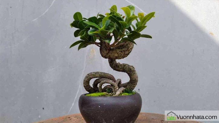 Ảnh TOP 10+ các loại cây bonsai trồng trong nhà đẹp