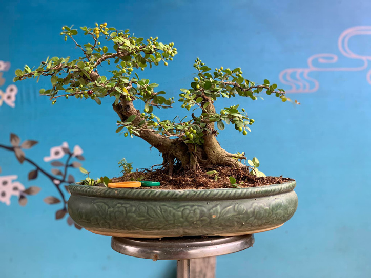 cây hải châu bonsai đẹp