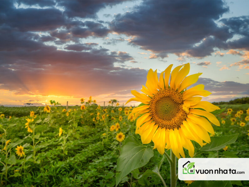 Hoa Hướng Dương