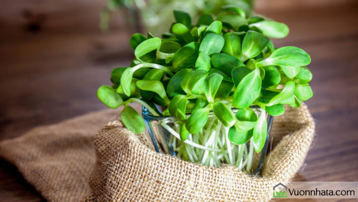 Có nên trồng rau mầm tại nhà?
