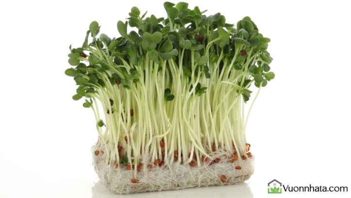Rau mầm củ cải trắng