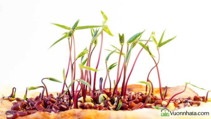 Rau mầm đậu đỏ, đậu đen