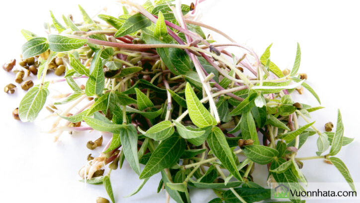 Rau mầm đậu xanh