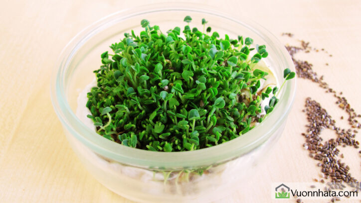 Giống rau mầm hạt chia