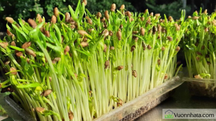 Giống rau mầm rau muống