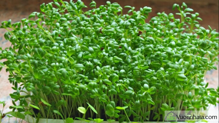 Rau mầm súp lơ xanh