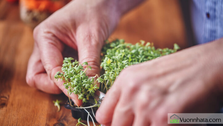Thu hoạch rau mầm đúng cách