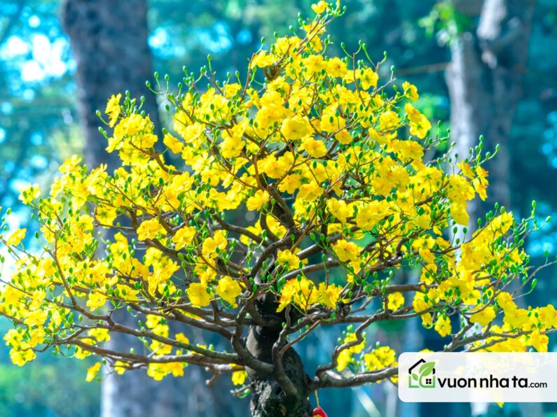 Ảnh Tết chưng hoa gì may mắn hút tài lộc cả năm