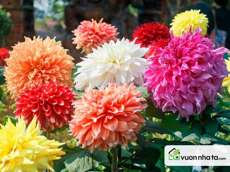 Hoa Thược Dược