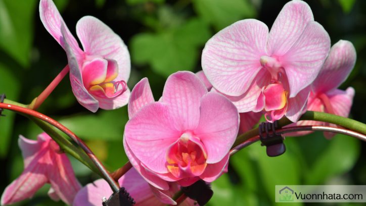 Điểm danh 20+ các loại hoa lan quý và đẹp tại Việt Nam