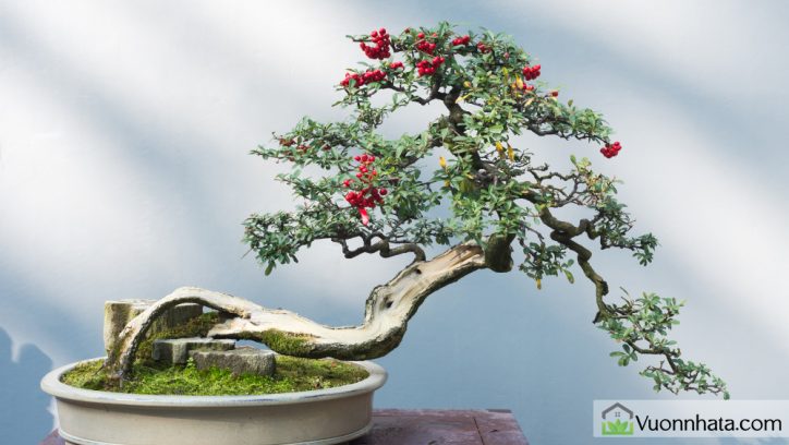 Bật mí 10 loại cây ăn quả bonsai cho dáng đẹp nhất