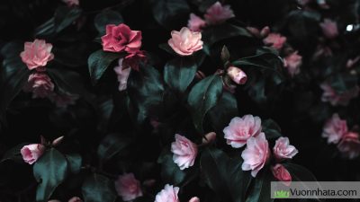 Hoa mẫu đơn hợp với mệnh gì tuổi nào? Ý nghĩa phong thủy của hoa mẫu đơn