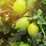 Bí quyết trồng chanh trong chậu cho trái căng mọng nước