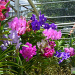 Cách chăm sóc lan “chuẩn” giúp cây sinh trưởng tốt và cho hoa đẹp