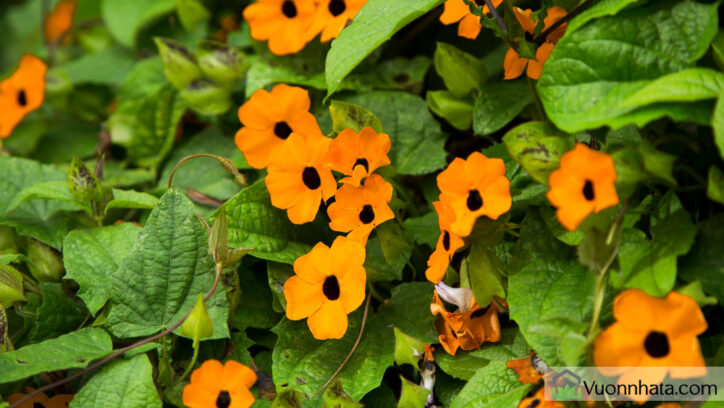 Hoa mắt huyền leo