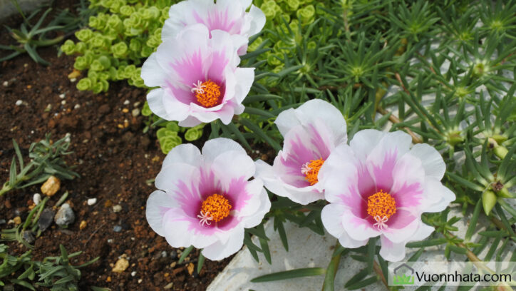 Hoa mười giờ Mỹ