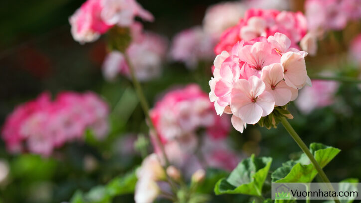 Hoa phong lữ thảo