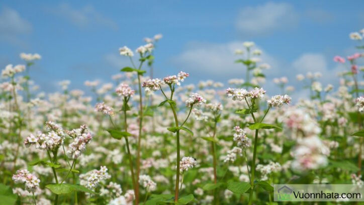 Hoa tam giác mạch
