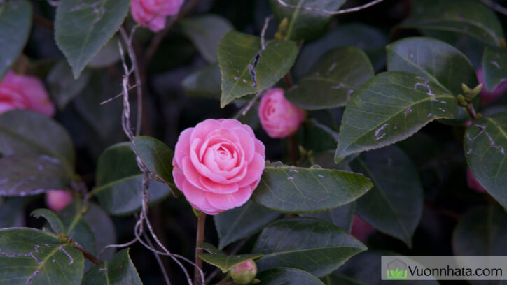 Hoa có nở vào mùa đông được không?