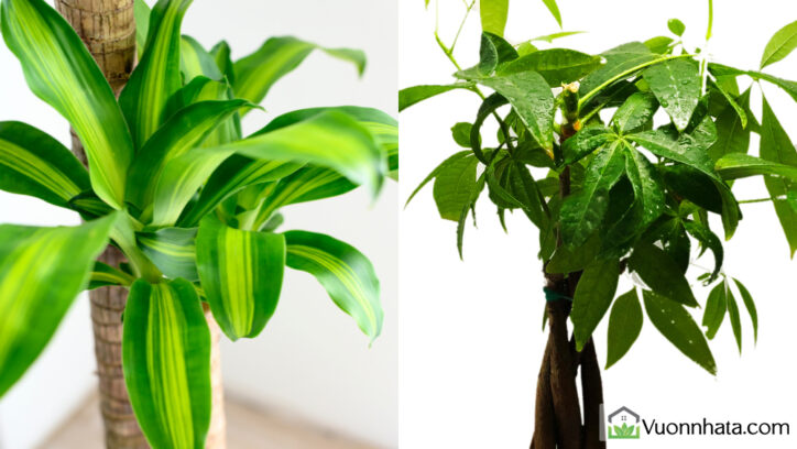 Cây phát tài và cây kim ngân hợp tuổi Ất Mùi - 1955