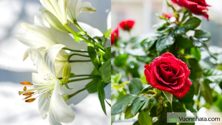 Tuổi Đinh Mùi phù hợp với hoa ly và hoa hồng