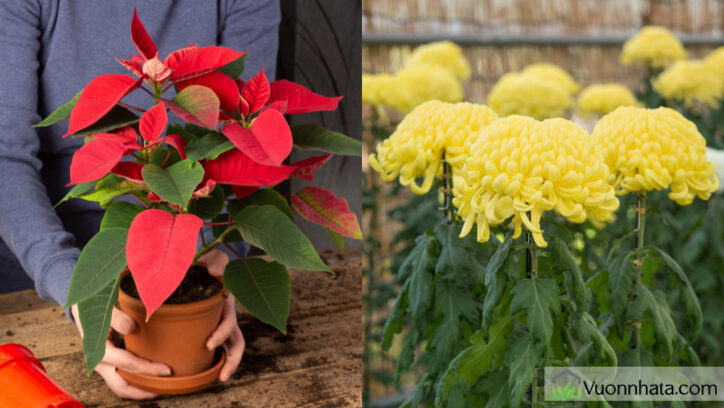 Tuổi Kỷ Mùi: Sinh năm 1979 hợp cây trạng nguyên và hoa cúc