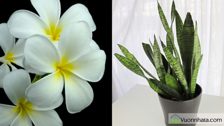 Hoa sứ đại và cây lưỡi hổ là một trong những loại cây cảnh phù hợp với tuổi Tân Mùi