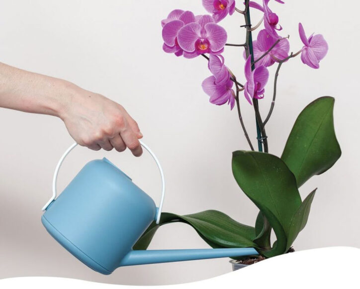 Tưới Lan Hồ Điệp bao nhiêu lần một ngày?