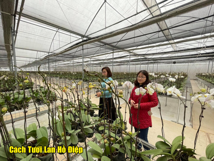 Lưu ý nhiệt độ và đối lưu không khí