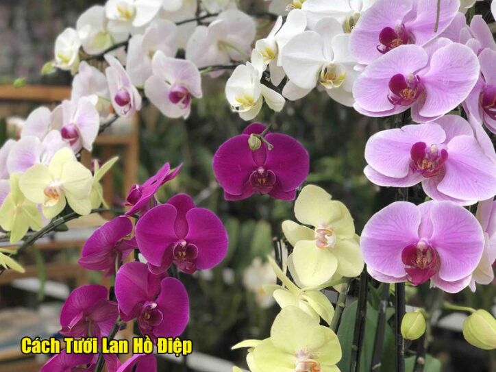 Theo dõi chu kỳ sinh trưởng của cây