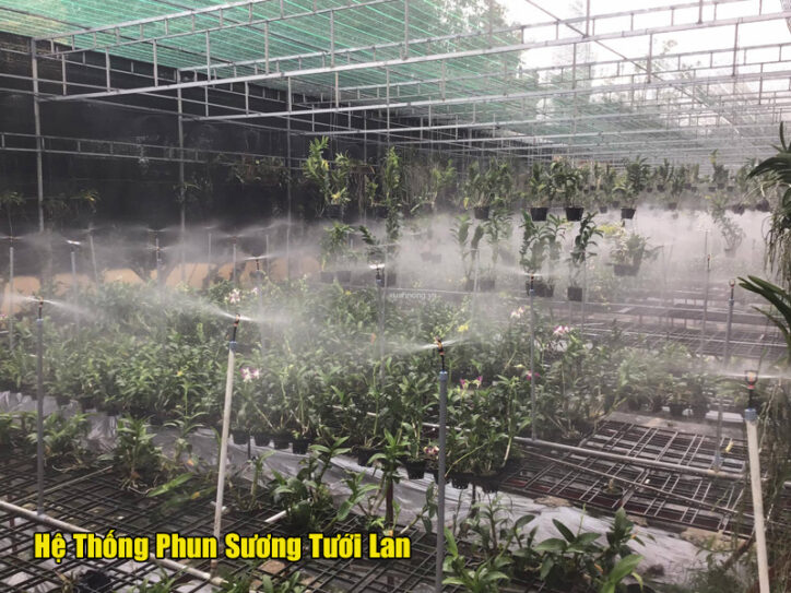 Lựa chọn các hình thức tưới lan sao cho phù hợp