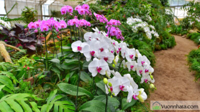 Cách tưới nước cho lan hồ điệp Cực Đơn Giản Từ A-Z