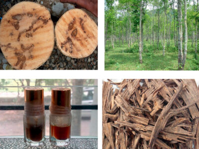 Trầm Tín phân biệt Kỳ Nam và Trầm hương khác nhau như thế nào