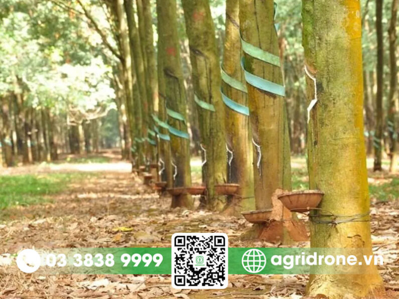 Đặc điểm nổi bật của giống RRIV 209