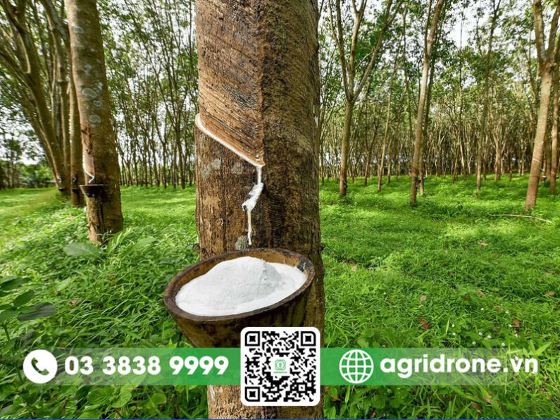 Đặc điểm của giống RRIV 4